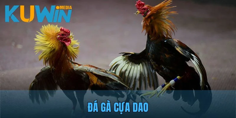 Đá gà cựa dao