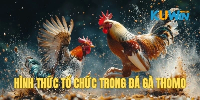 Cơ chế tổ chức và vận hành giải đấu đá gà Thomo