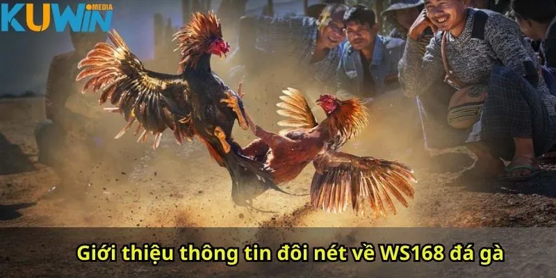 Giới thiệu thông tin đôi nét về WS168 đá gà