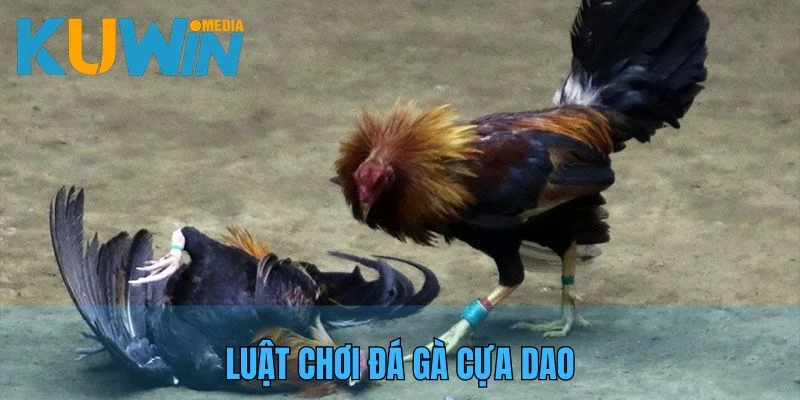 Giải thích luật chơi đá gà, cách bắt đầu trận đấu với cựa dao