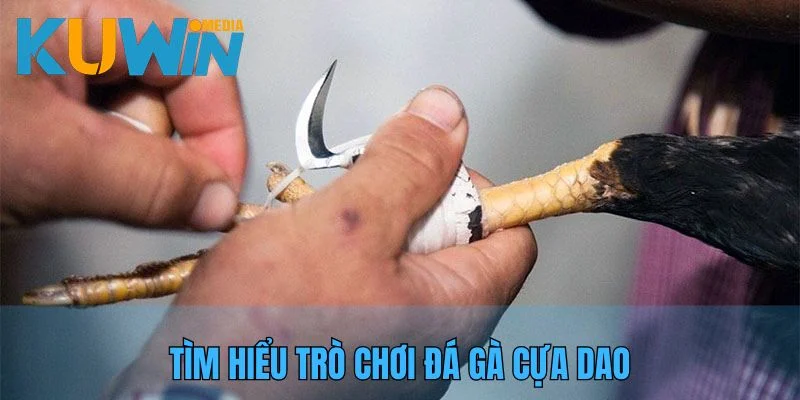 Giới thiệu về hình thức đá gà với cựa dao đặc sắc